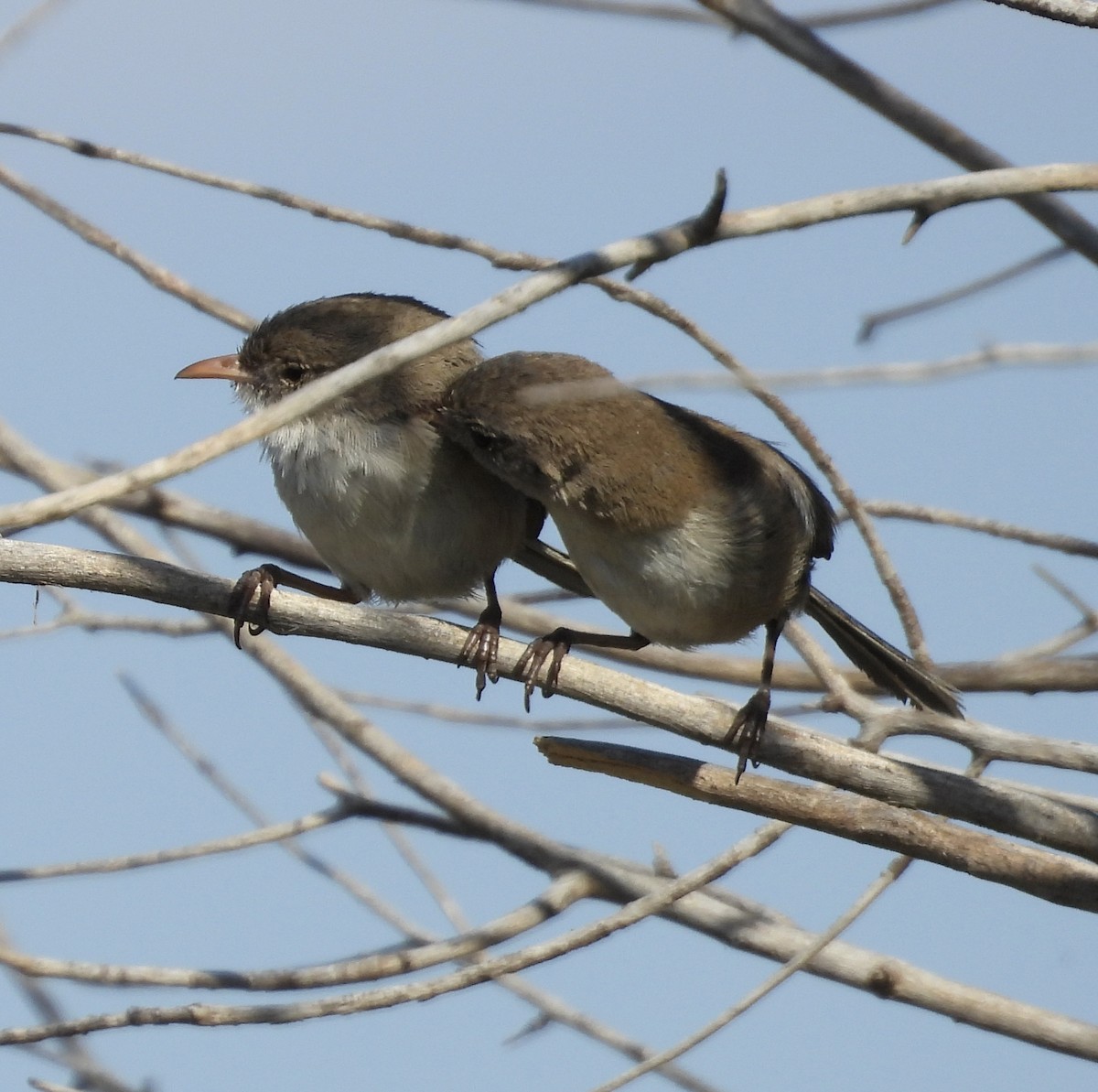White-winged Fairywren - ML643746960