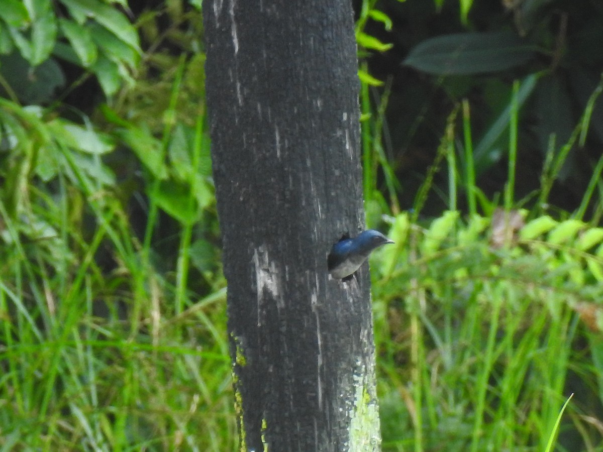 Gray-breasted Martin - ML643746962