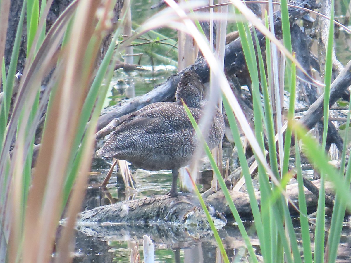Freckled Duck - ML643746964