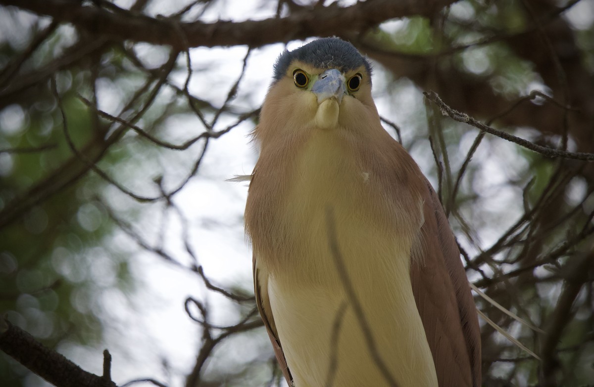 Nankeen Night Heron - ML643746965