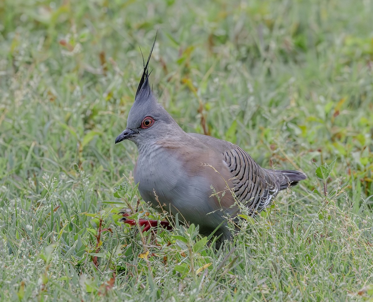 Crested Pigeon - ML643746966