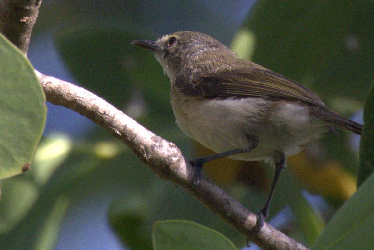 Large-billed Gerygone - ML643746967