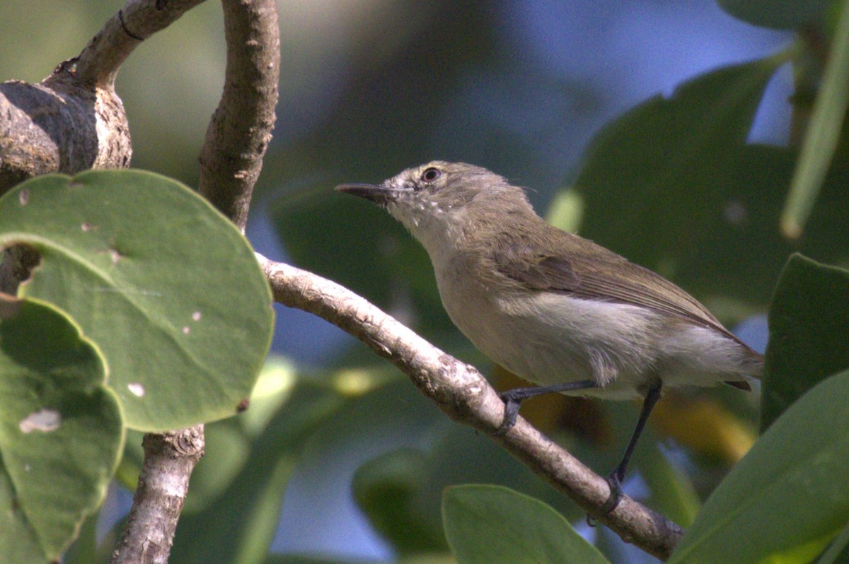 Large-billed Gerygone - ML643746968