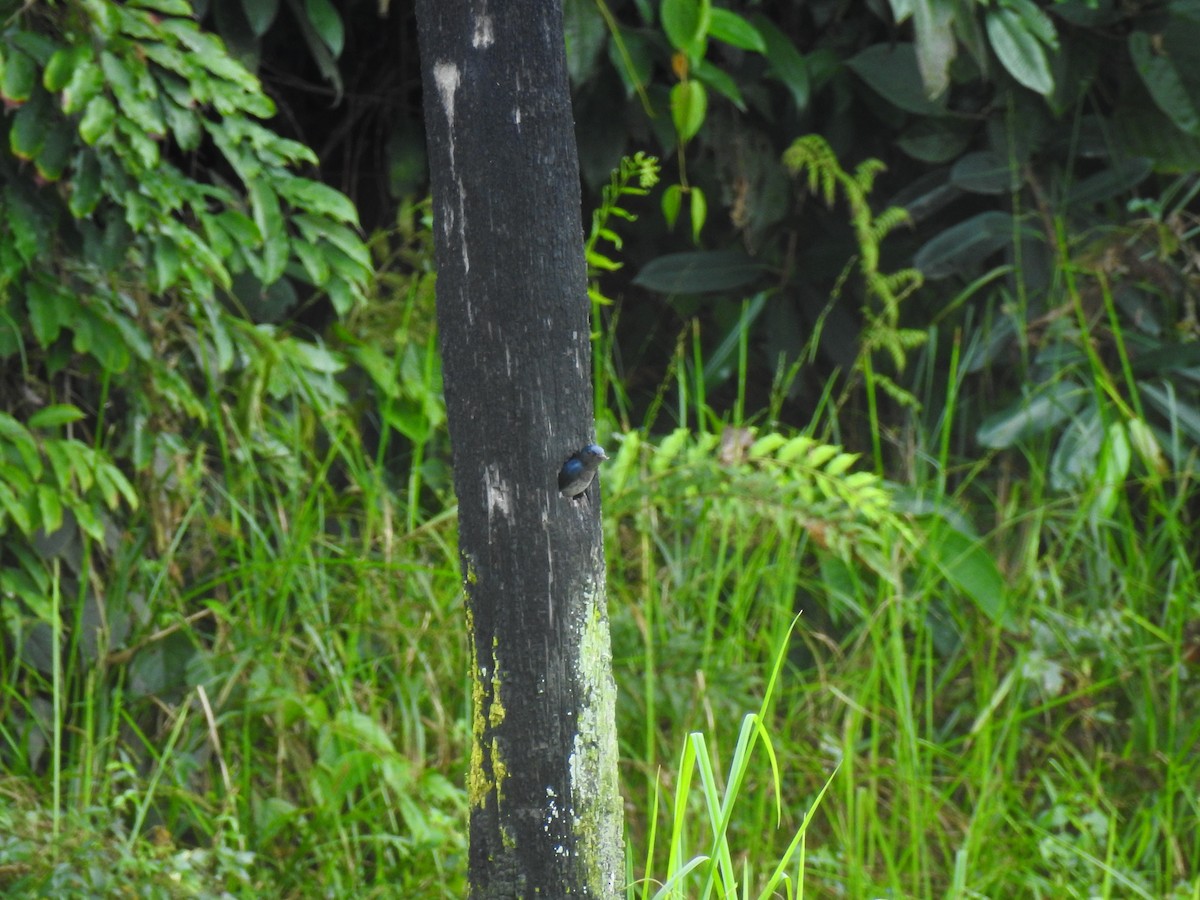 Gray-breasted Martin - ML643746969