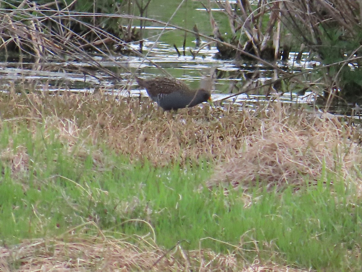 Australian Crake - ML643746971