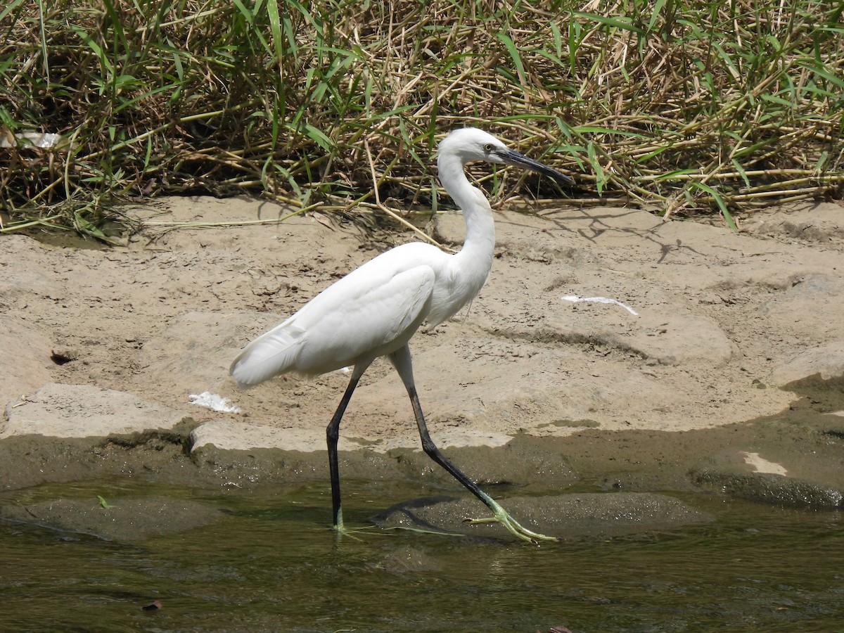 Little Egret - ML643746973