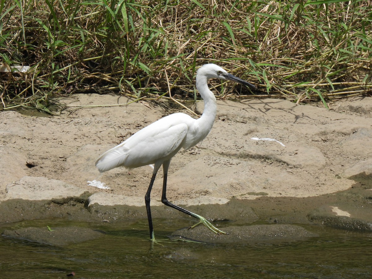 Little Egret - ML643746974