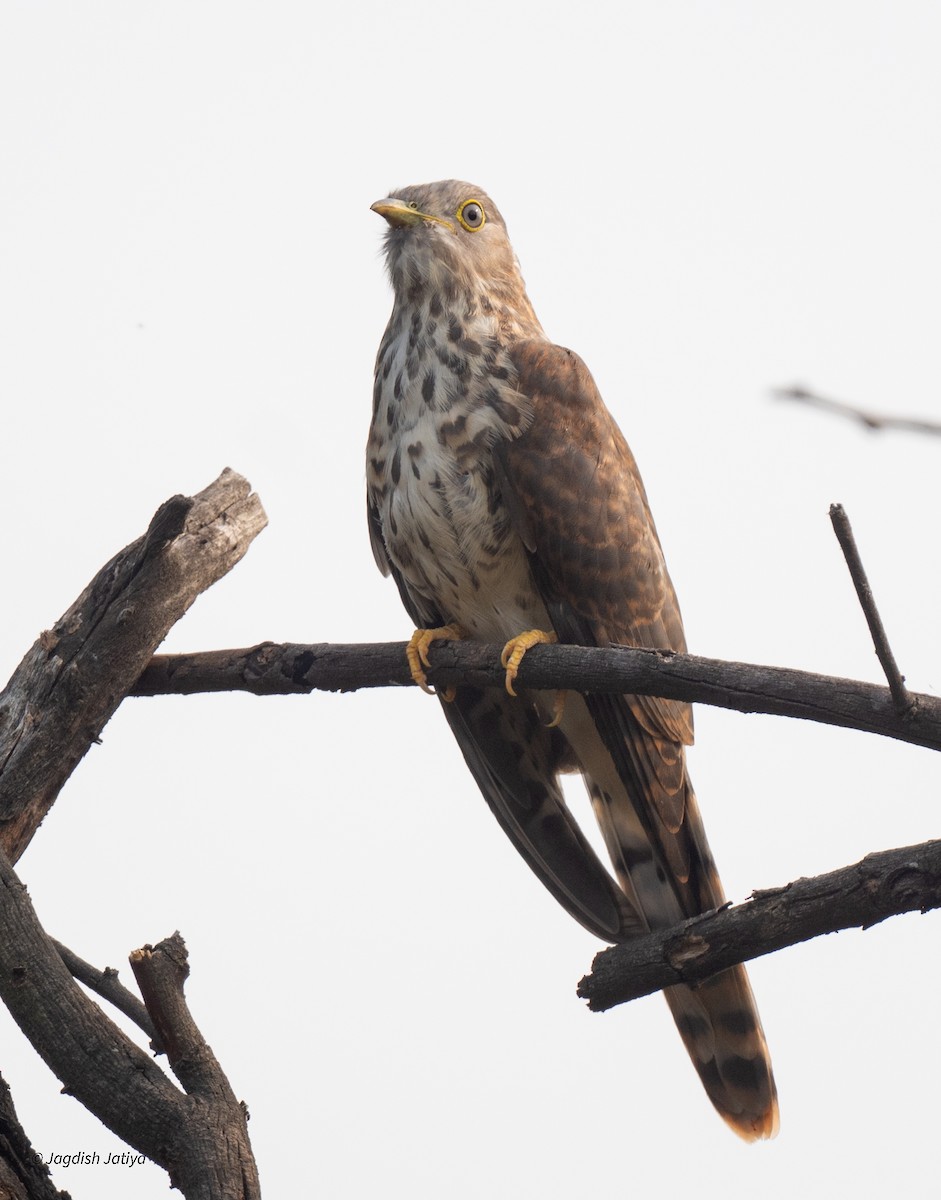 Common Hawk-Cuckoo - ML643746975