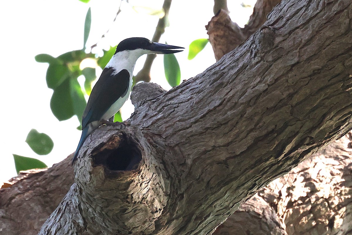 Torresian Kingfisher - ML643746976