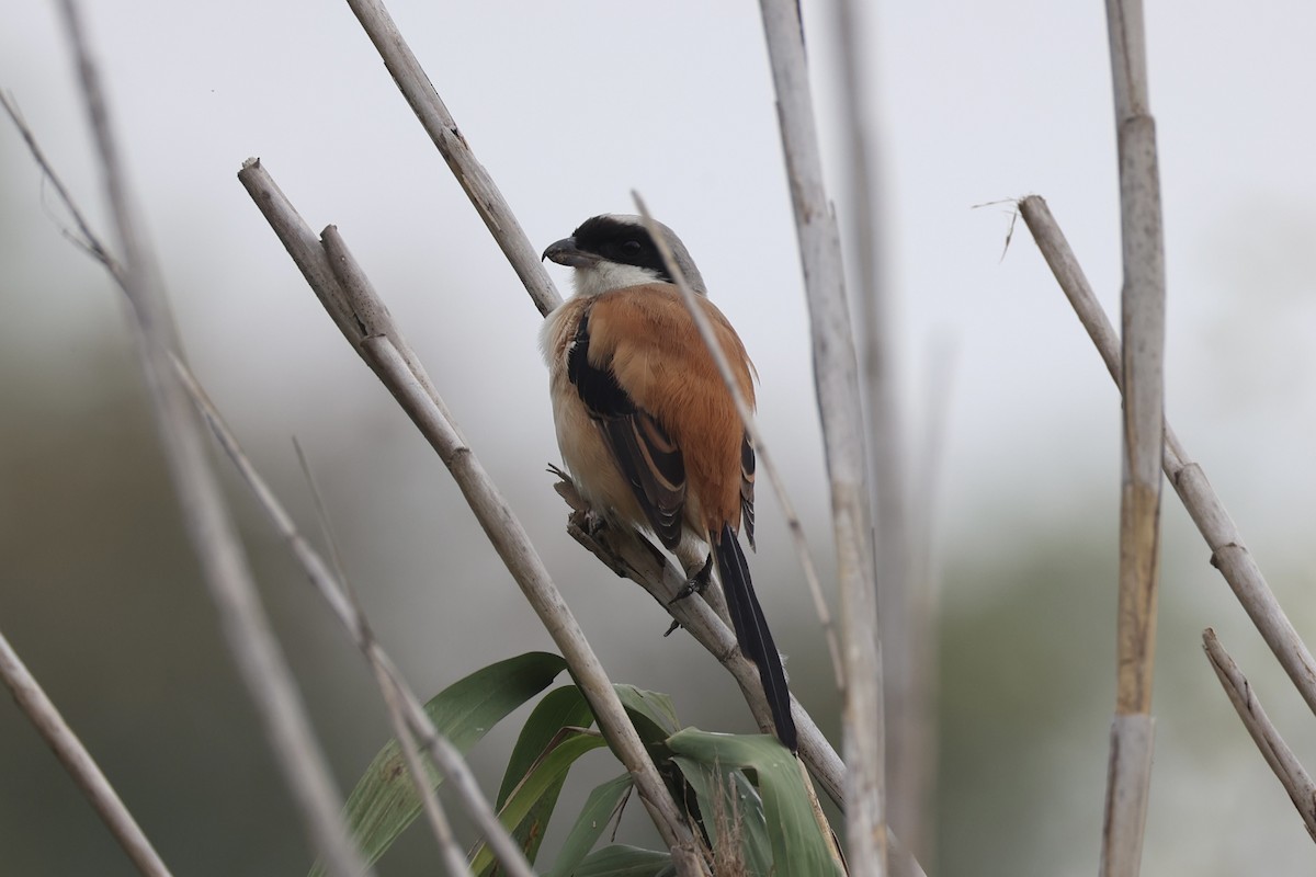 Long-tailed Shrike - ML643746978