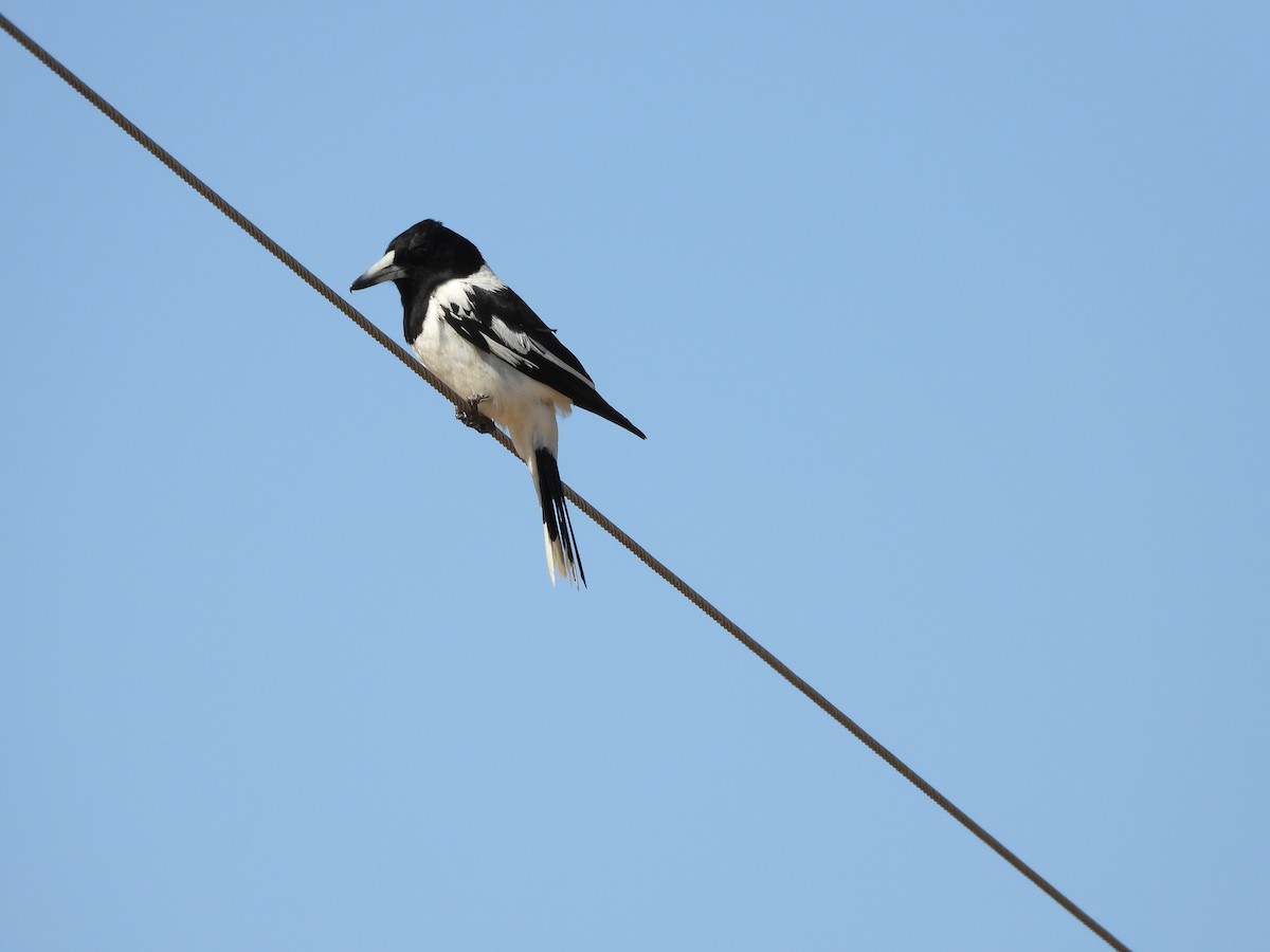 Pied Butcherbird - ML643746979