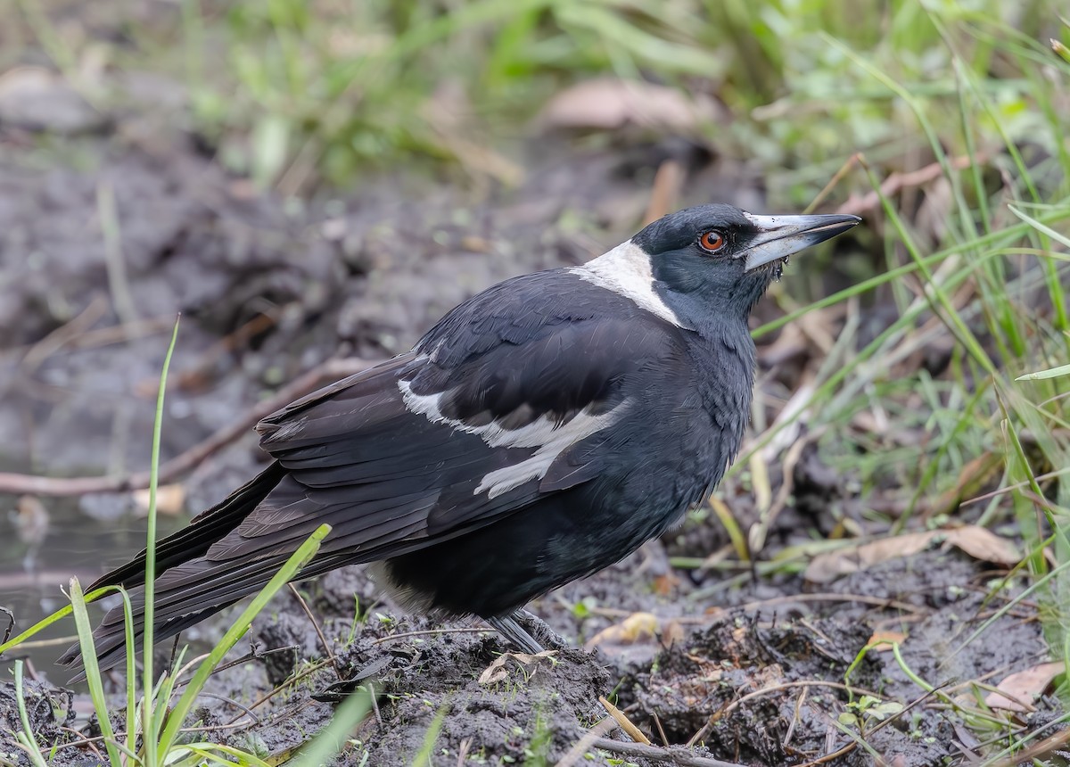 Australian Magpie - ML643746980