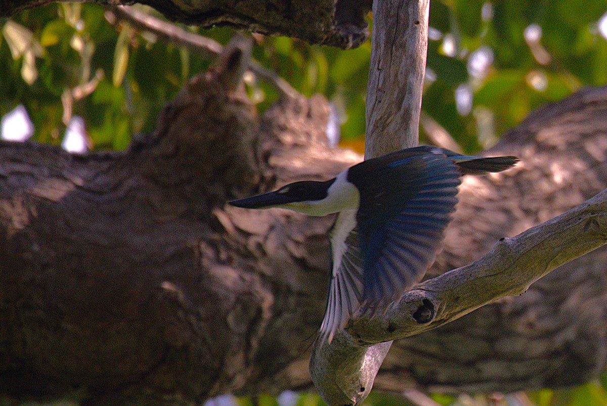 Torresian Kingfisher - ML643746981