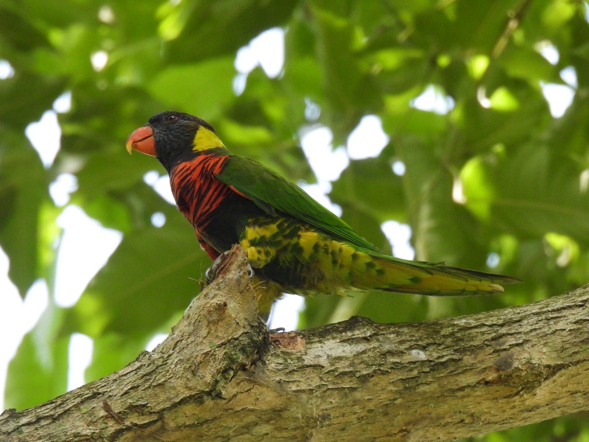 Coconut Lorikeet - ML643746982