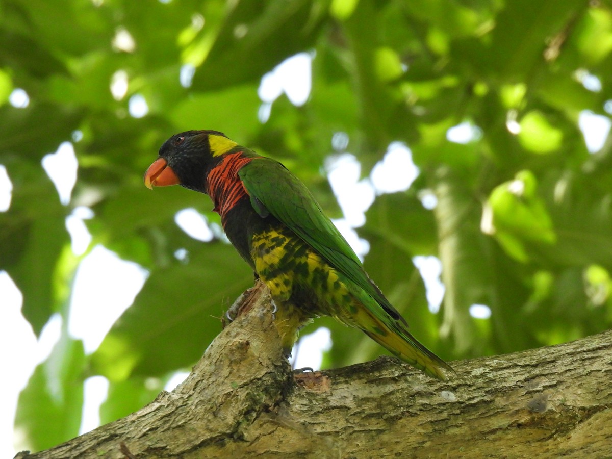 Coconut Lorikeet - ML643746983