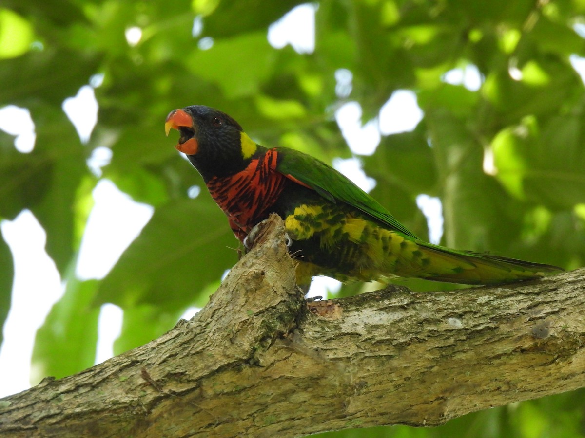 Coconut Lorikeet - ML643746984