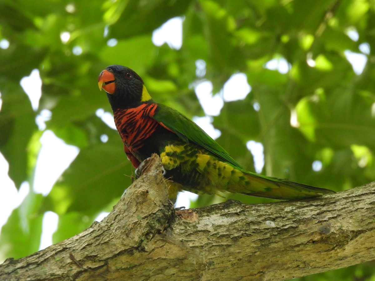 Coconut Lorikeet - ML643746985