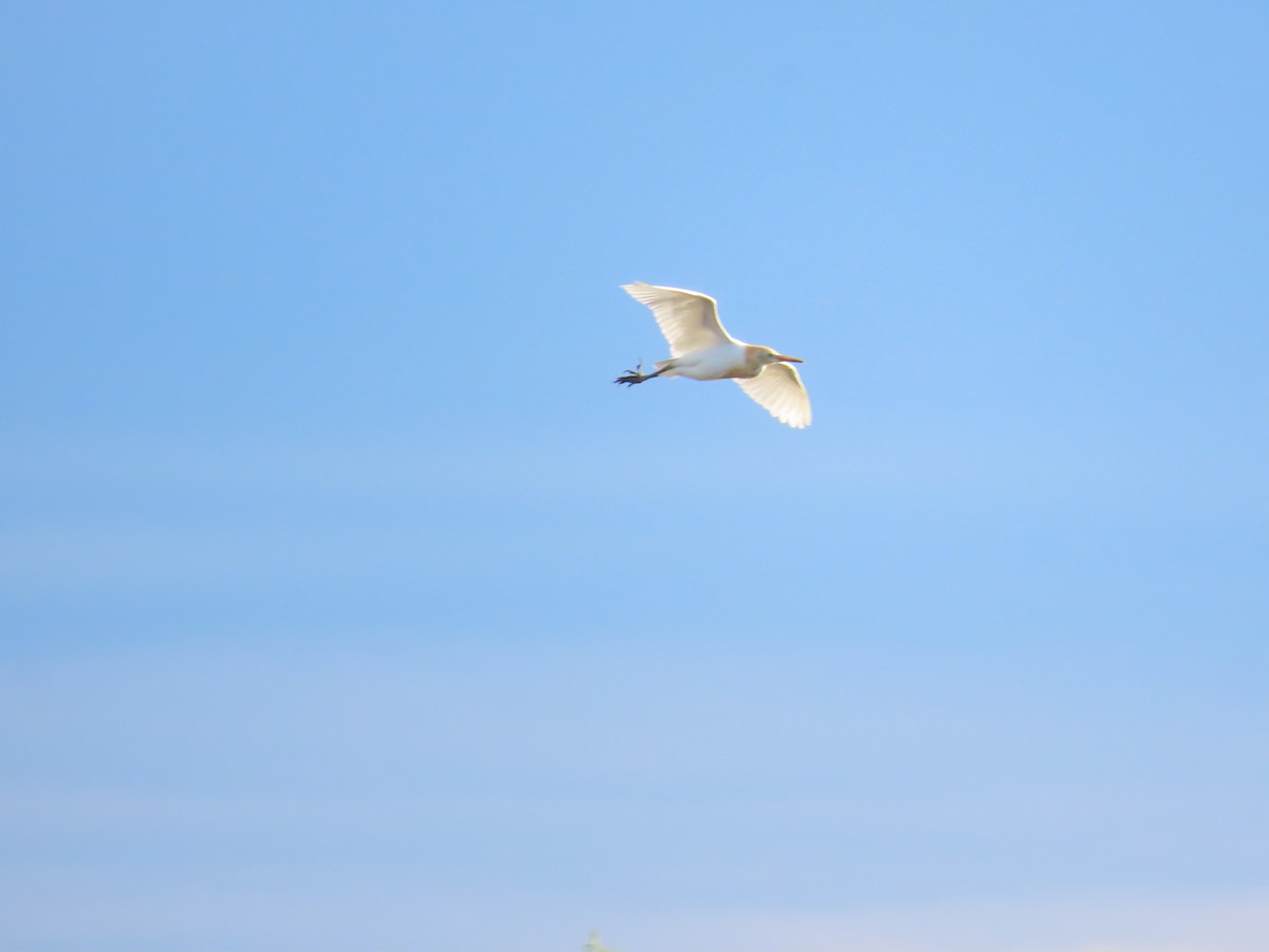 Eastern Cattle-Egret - ML643746986