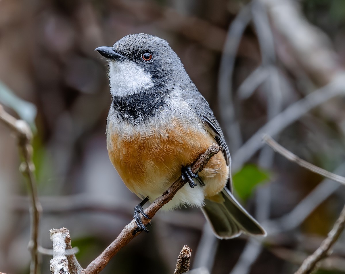 Rufous Whistler - ML643746988