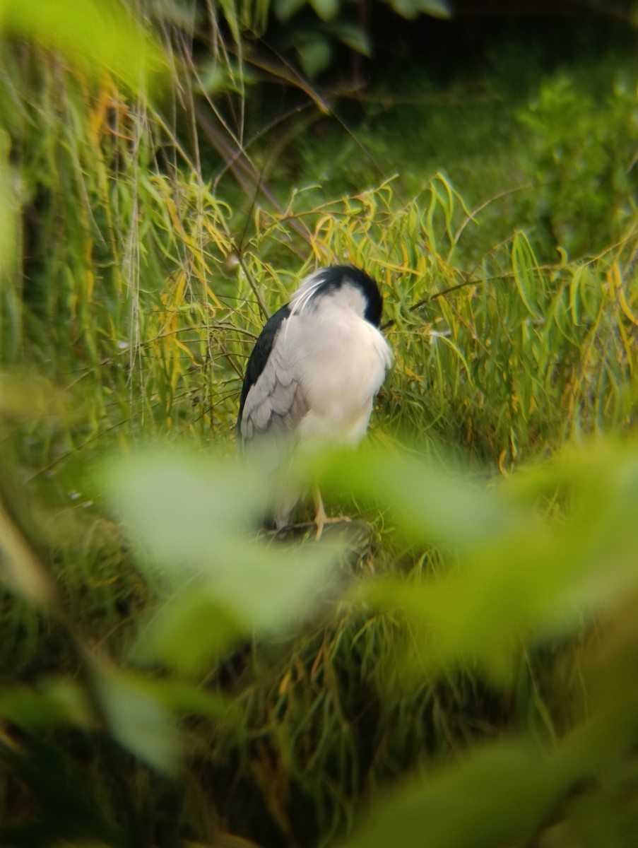 Black-crowned Night Heron - ML643746989