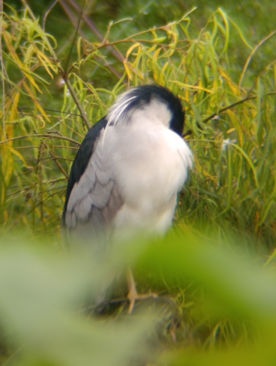 Black-crowned Night Heron - ML643746990