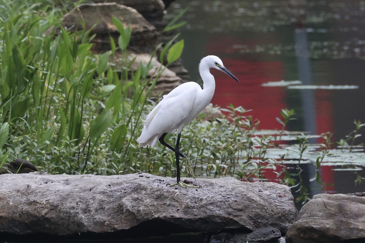 Little Egret - ML643746991