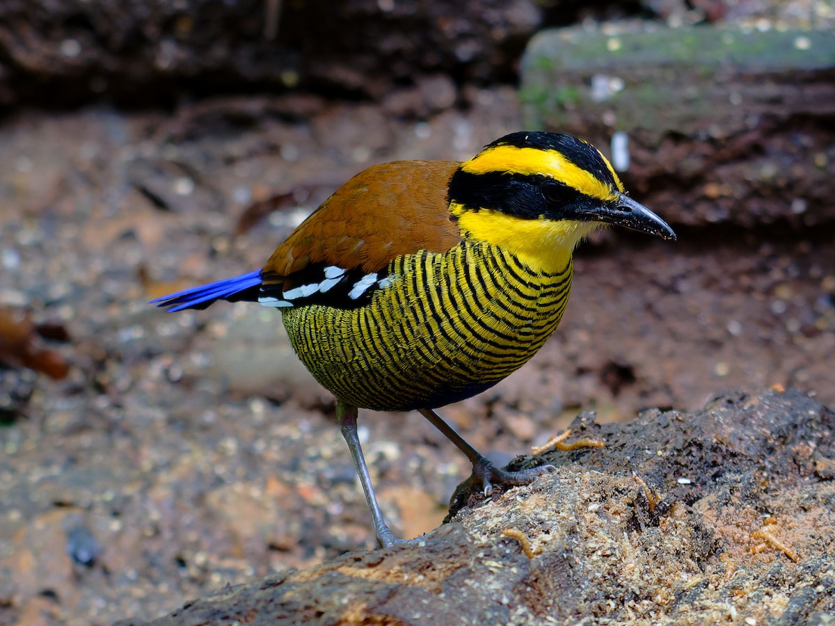Bornean Banded-Pitta - ML643746993