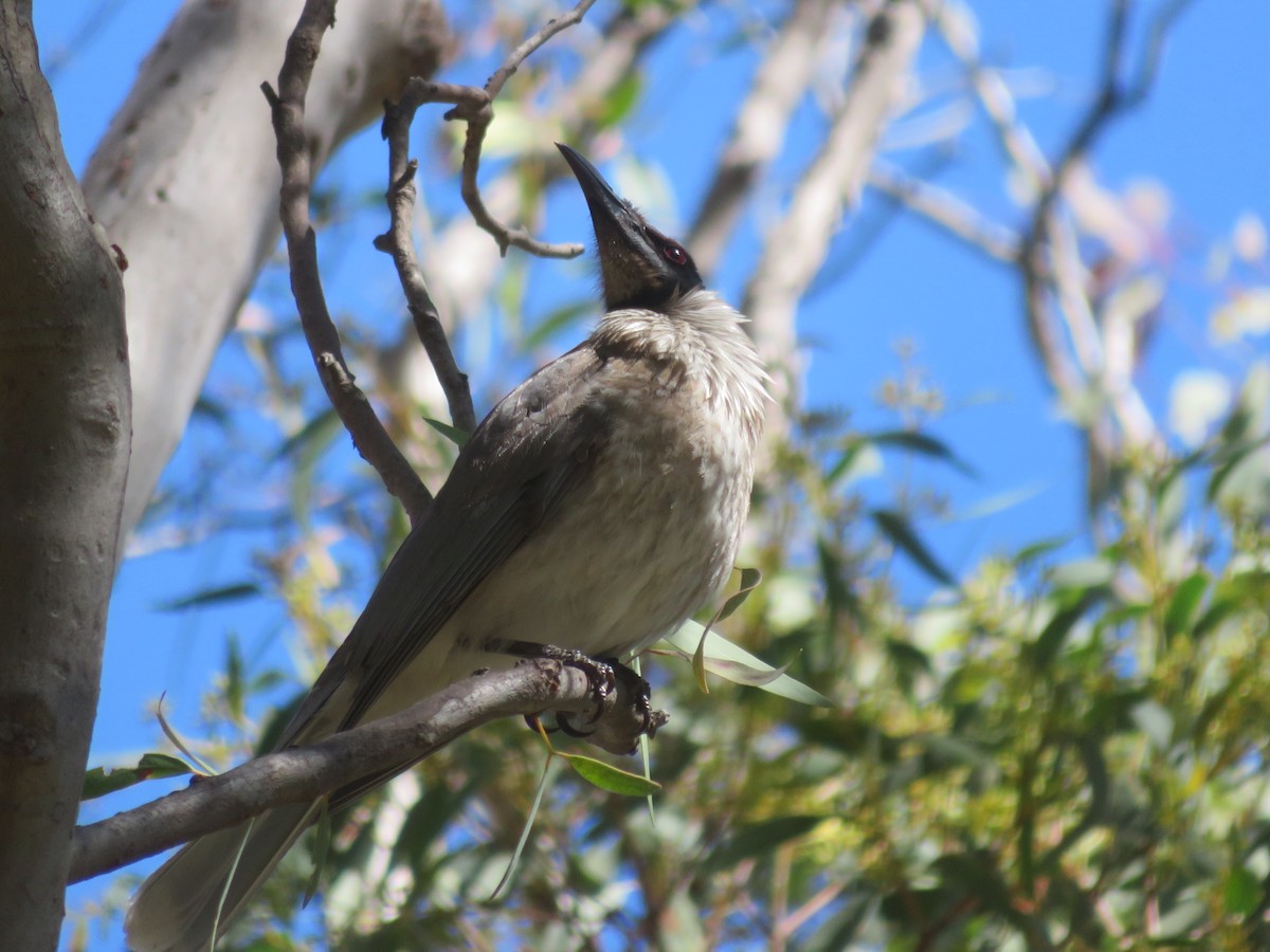 Noisy Friarbird - ML643746994