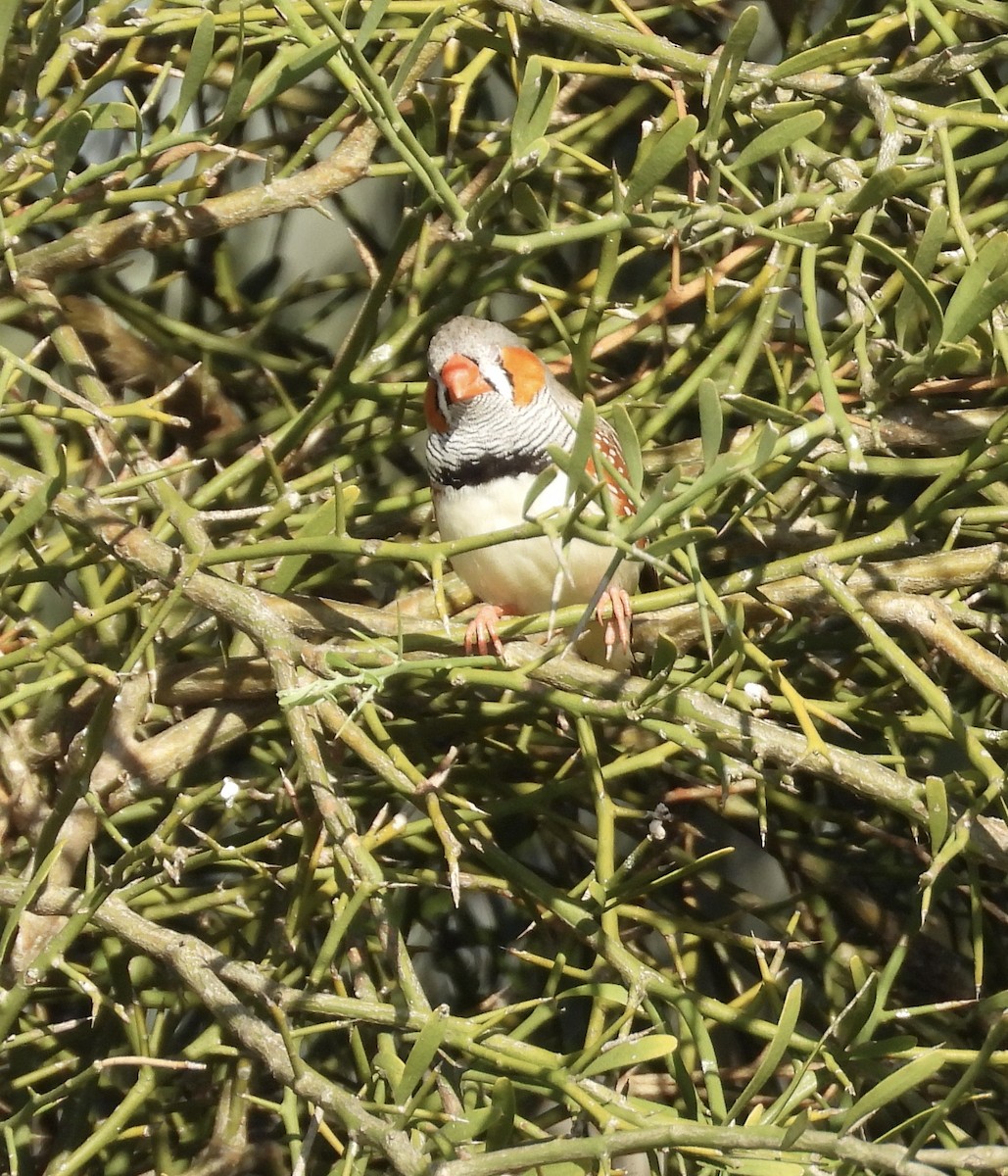 Zebra Finch - ML643746995