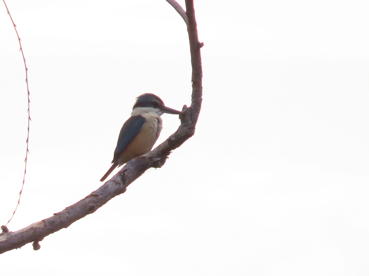 Sacred Kingfisher - ML643746996