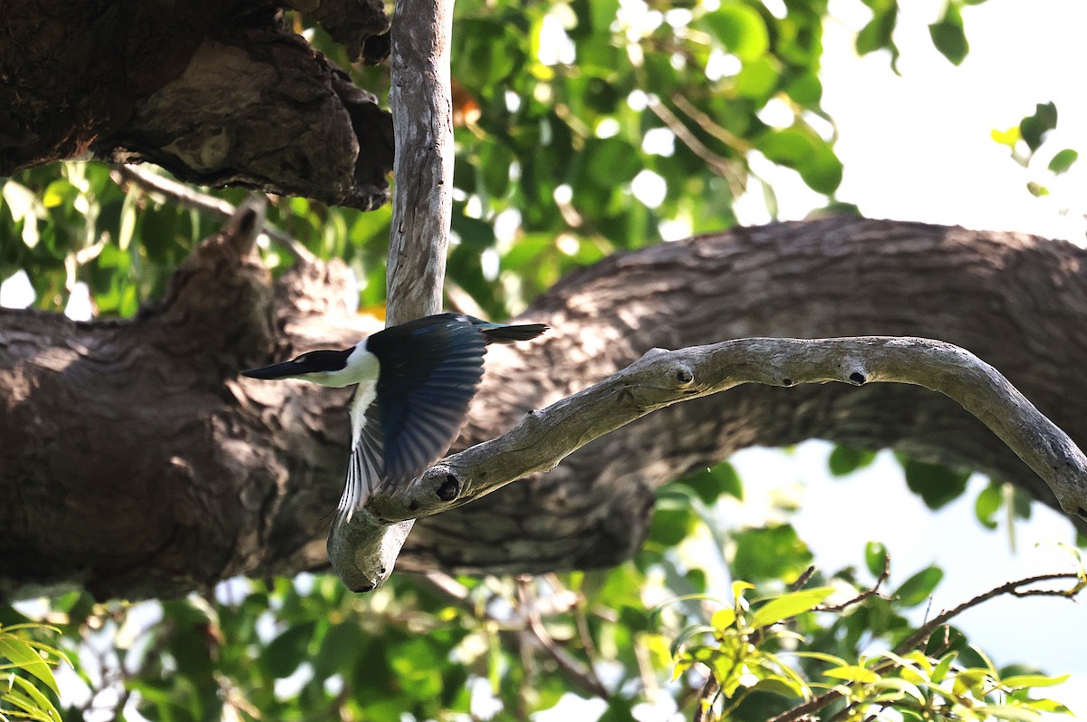 Torresian Kingfisher - ML643746997
