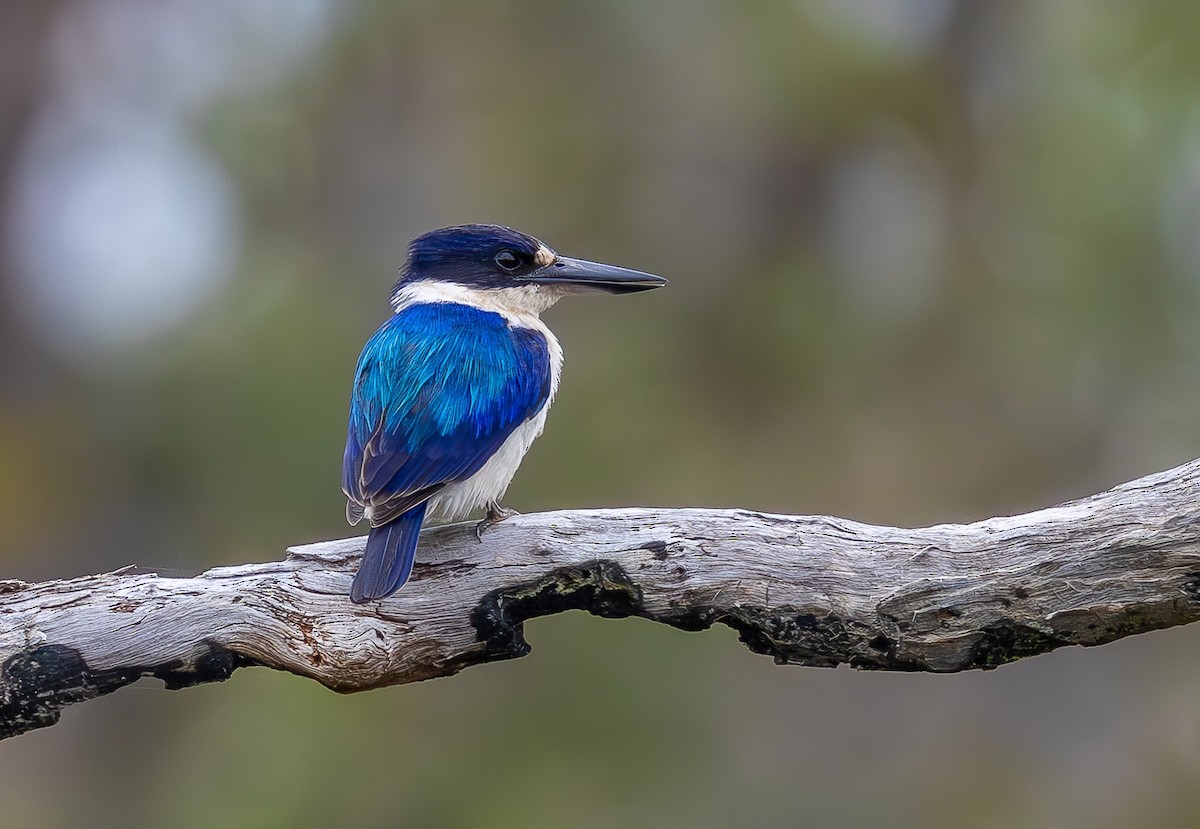 Forest Kingfisher - ML643746998