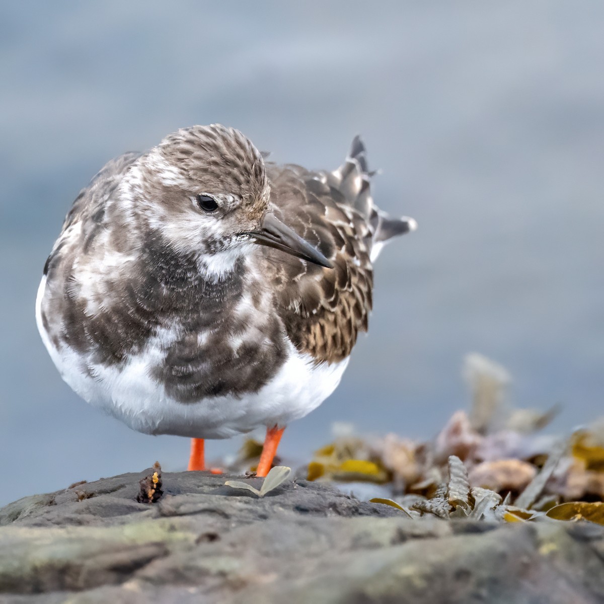 Ruddy Turnstone - ML643746999