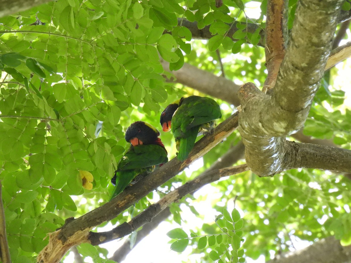 Coconut Lorikeet - ML643747005