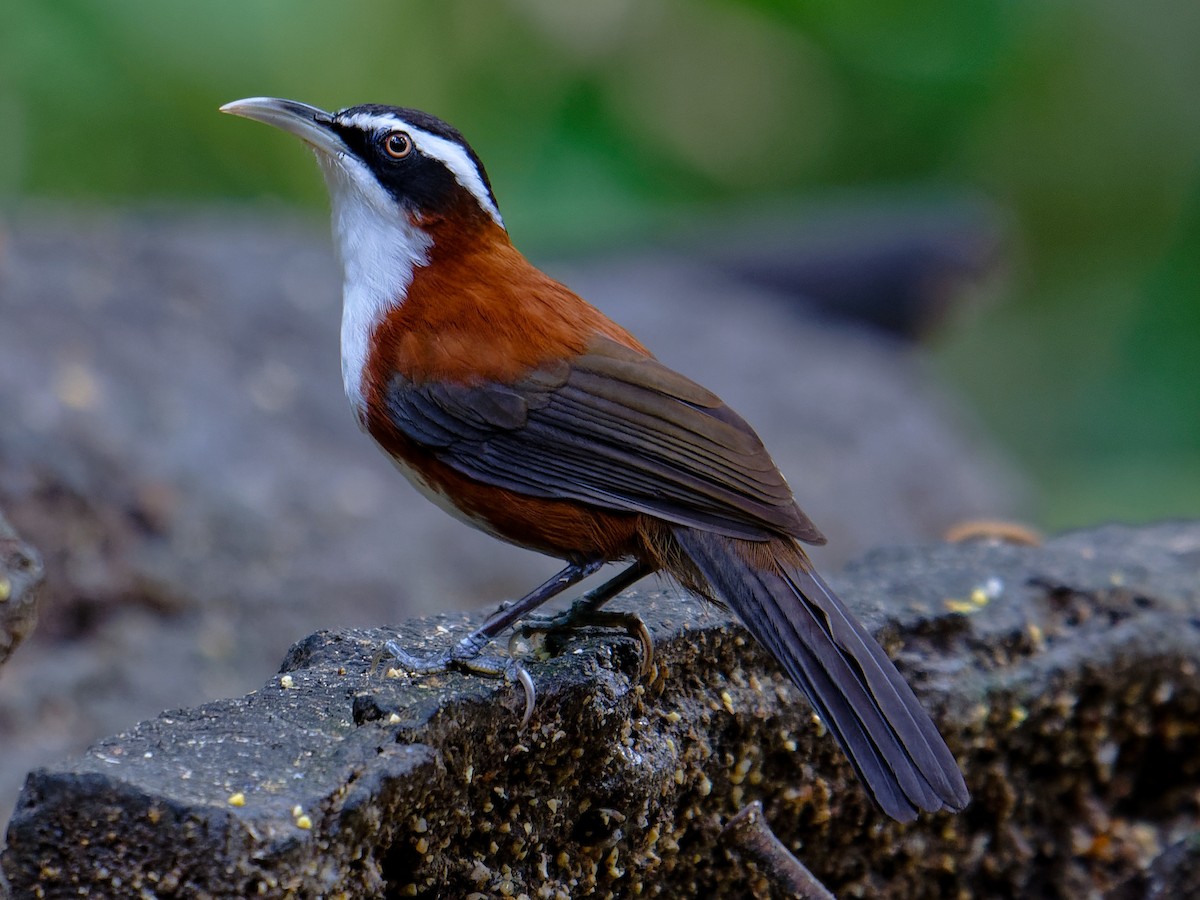 Sunda Scimitar-Babbler - ML643747006