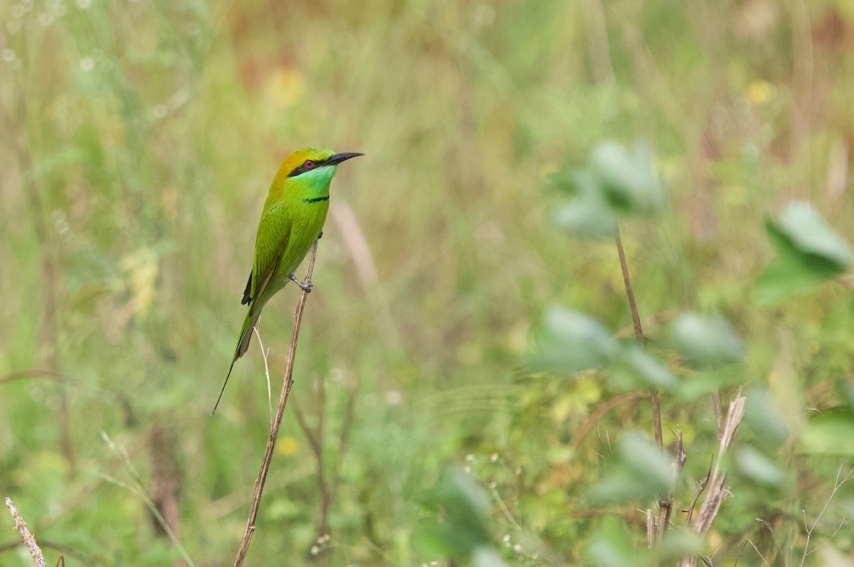 Asian Green Bee-eater - ML643747010