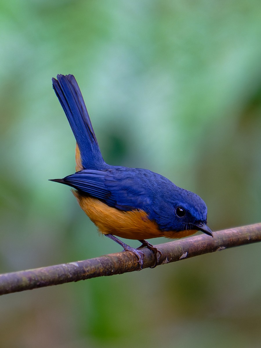 Dayak Blue Flycatcher - ML643747017