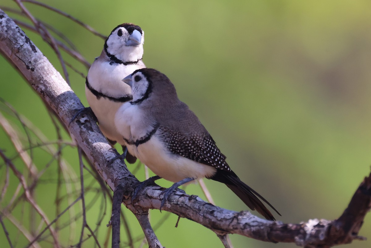 Double-barred Finch - ML643747018