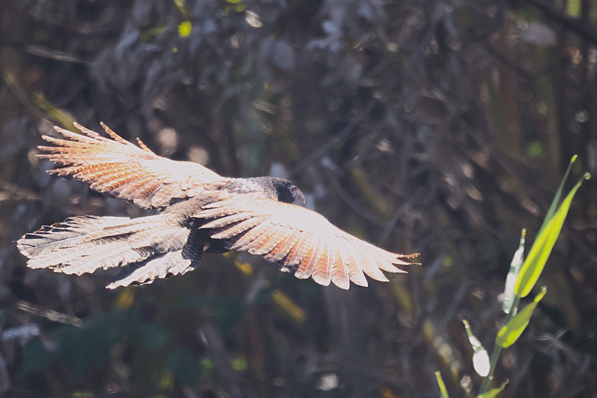Pheasant Coucal - ML643747028