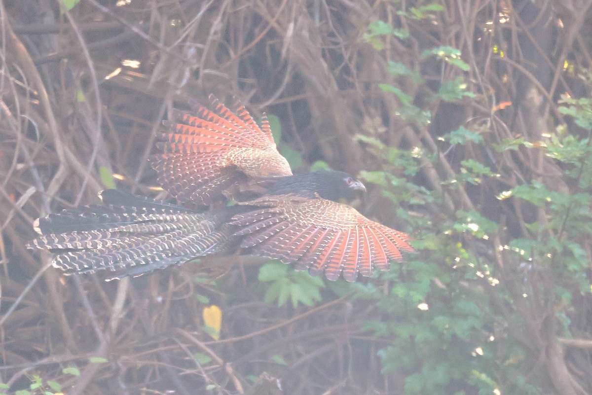 Pheasant Coucal - ML643747029
