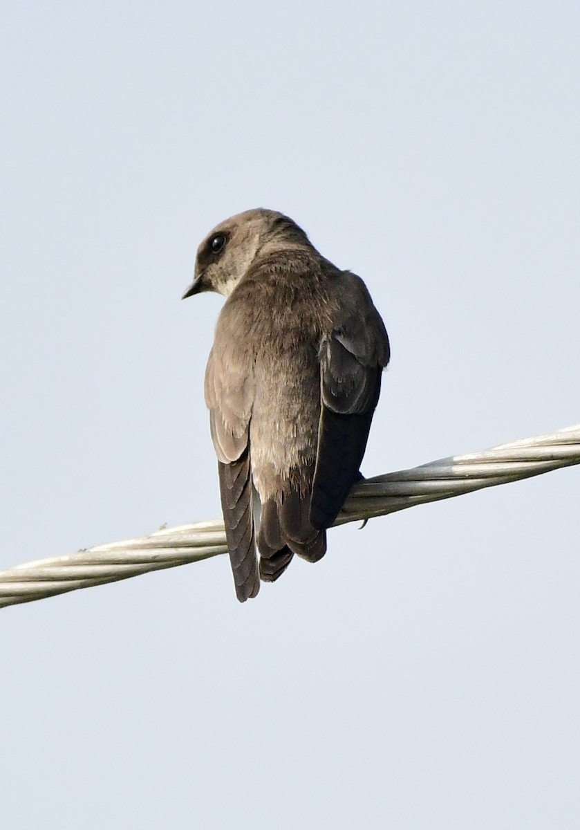Gray-throated Martin - ML643747036