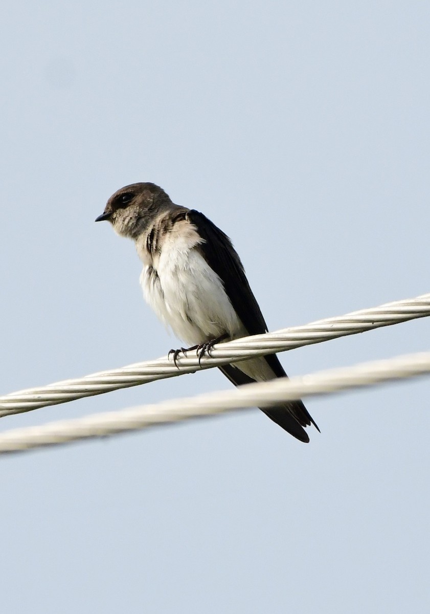 Gray-throated Martin - ML643747037