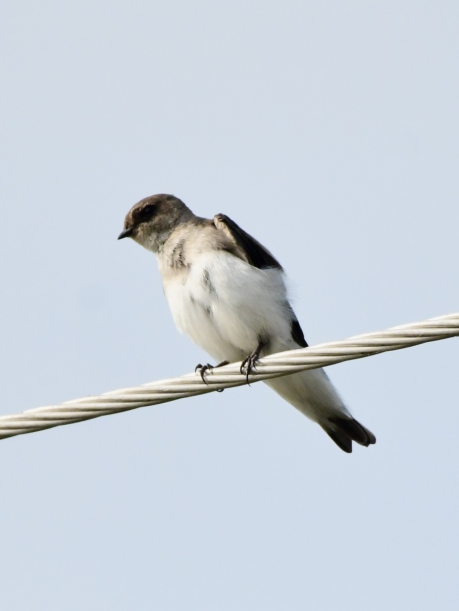 Gray-throated Martin - ML643747038