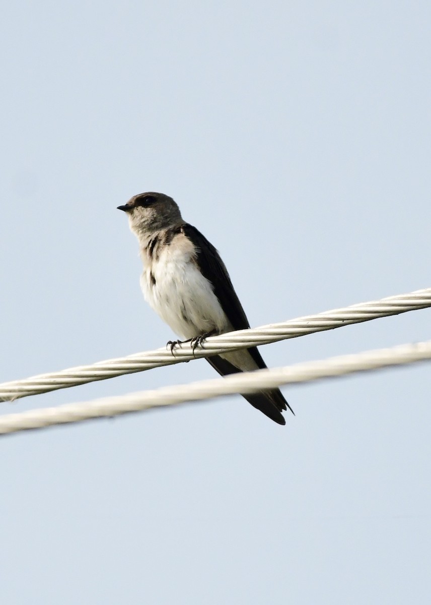 Gray-throated Martin - ML643747039