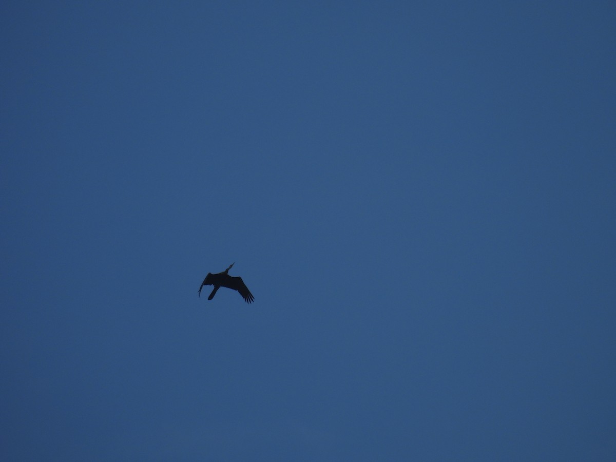 Oriental Darter - ML643747041