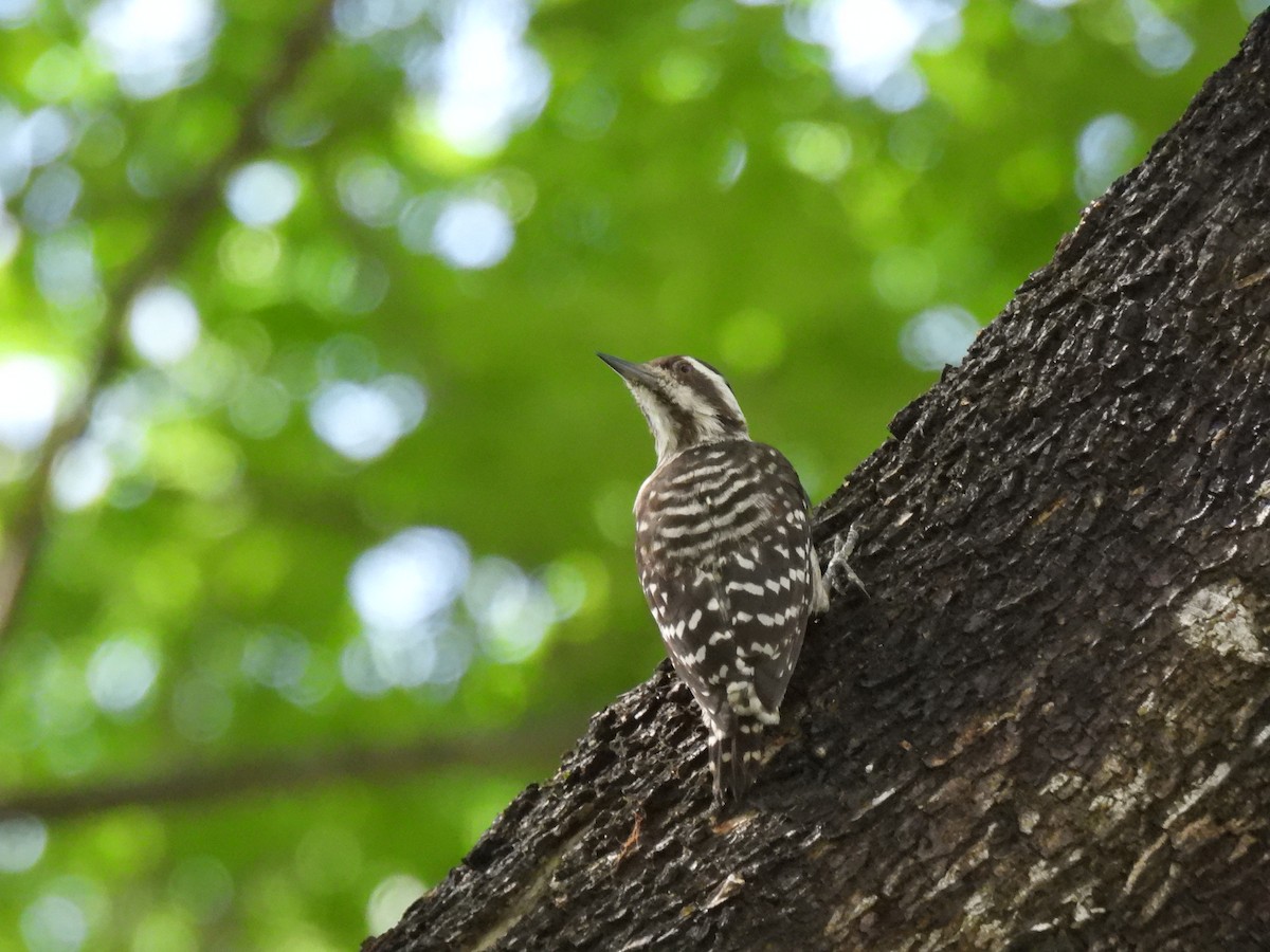 Sunda Pygmy Woodpecker - ML643747042