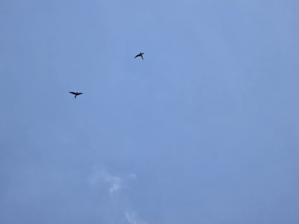 Gray-rumped Treeswift - ML643747049