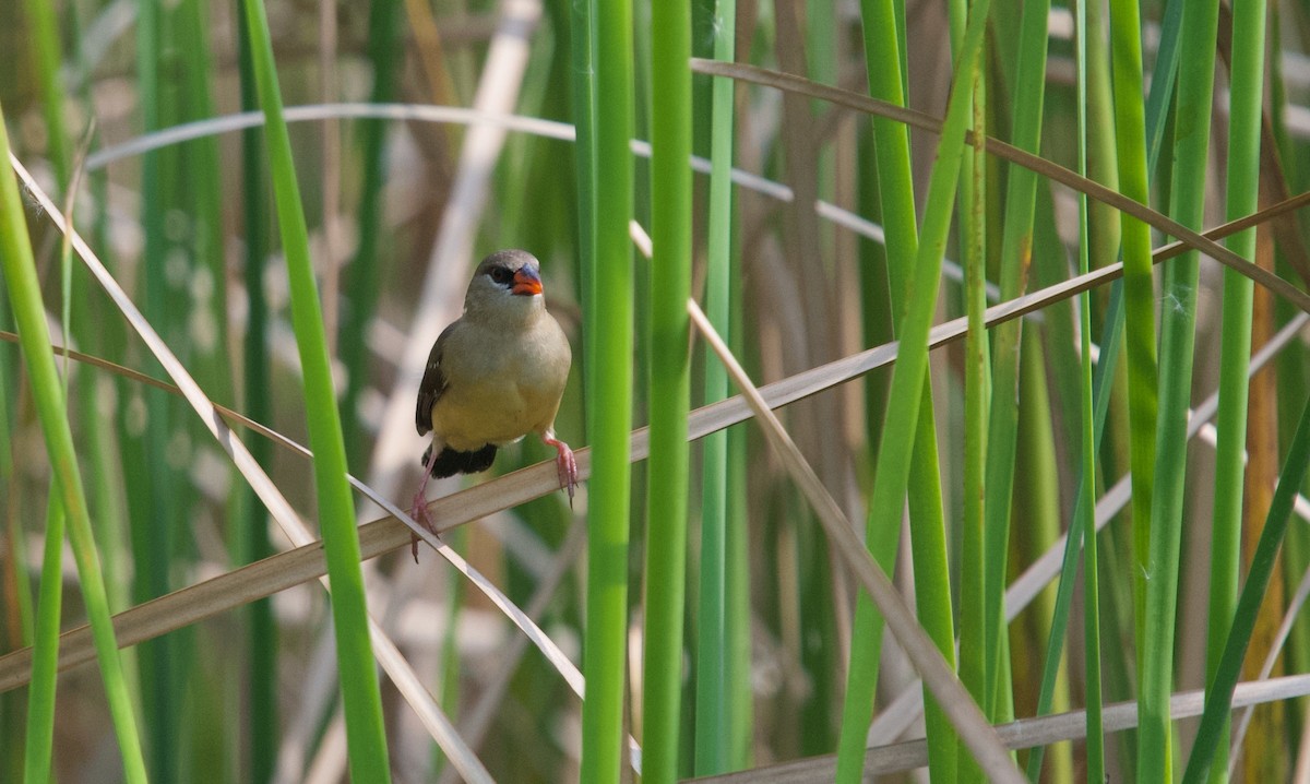 Red Avadavat - ML643747051