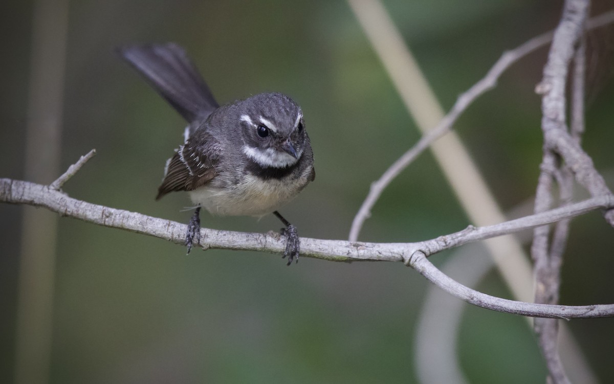 Gray Fantail (alisteri) - ML643747052