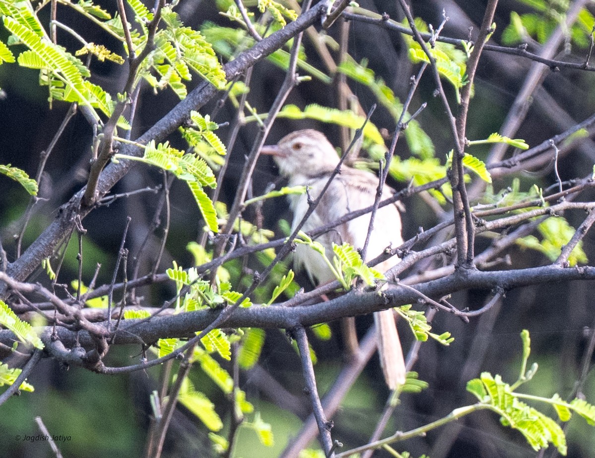 Plain Prinia - ML643747055